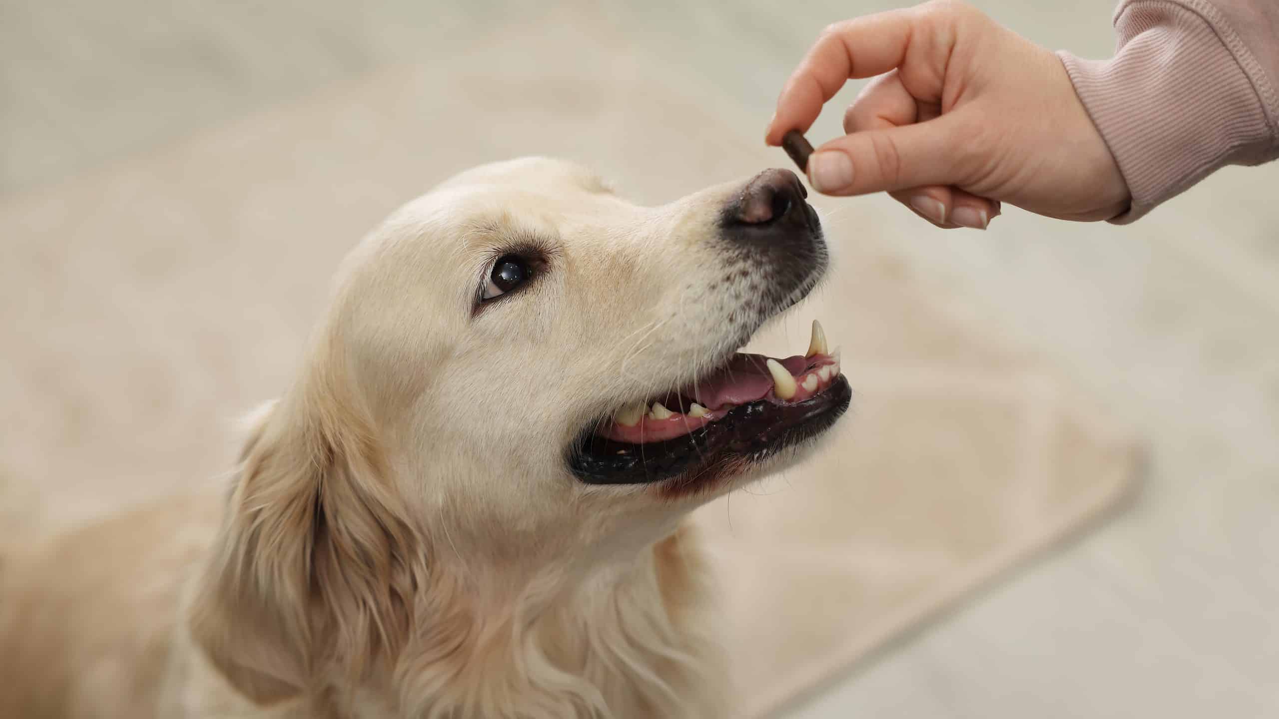 Dog receiving a flavored pill