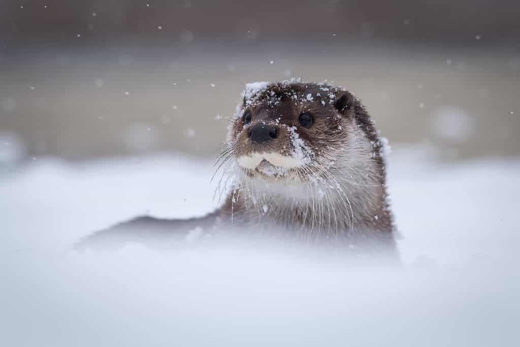 River Otter in Winter snow