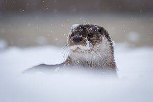 Otter Tracks: Identification Guide for Snow, Mud, and More Picture