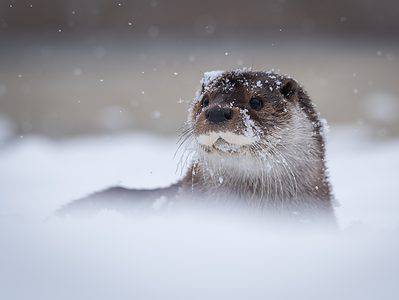 A Otter Tracks: Identification Guide for Snow, Mud, and More