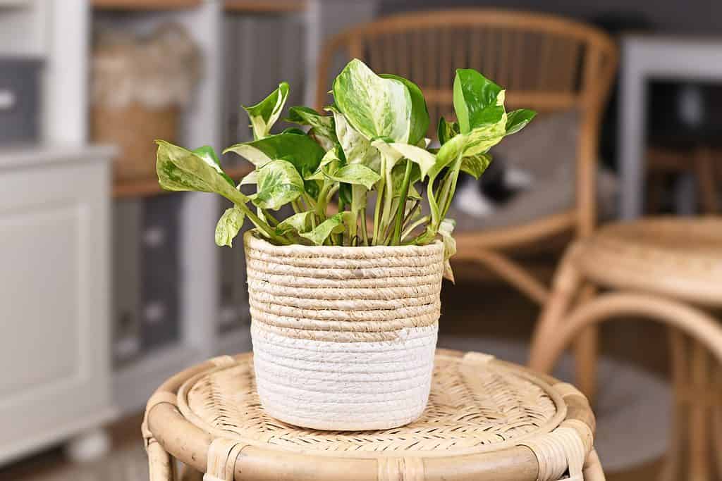 A manjula pothos plant in a beige and white pot