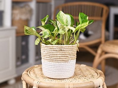 A Are Pothos Good Plants for Apartment Living?
