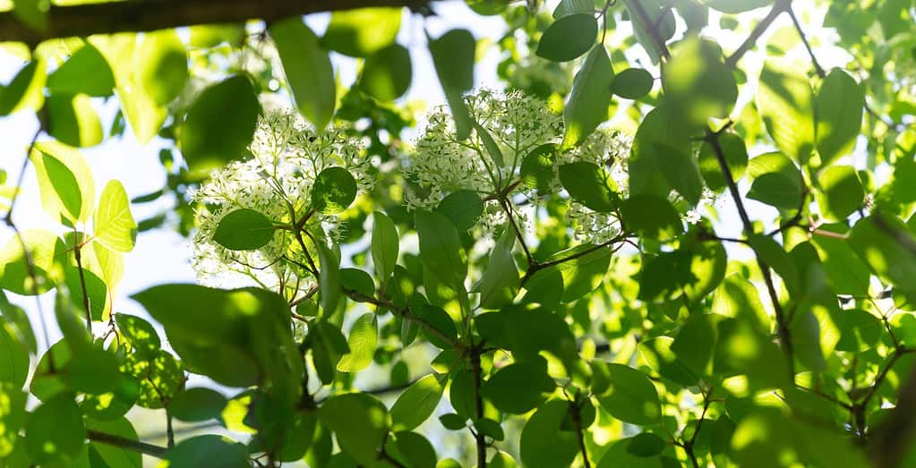 A flowering blackhaw tree in Spring