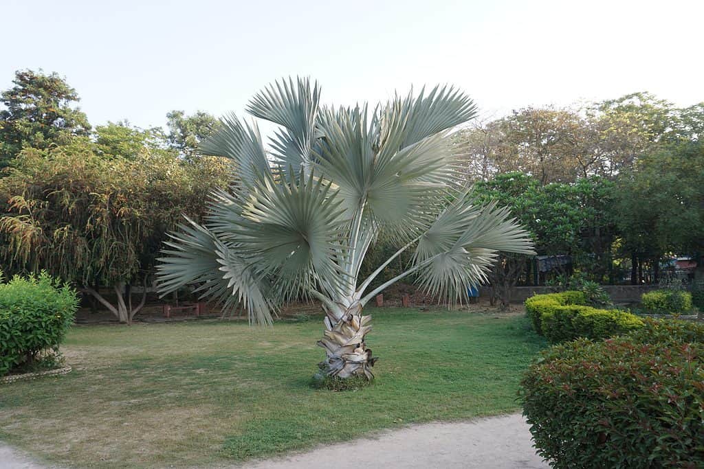 Scientific name bismarckia nobilis and common names Medemia nobilis 'Silver' or Silver Bismarck Palm tree in the park