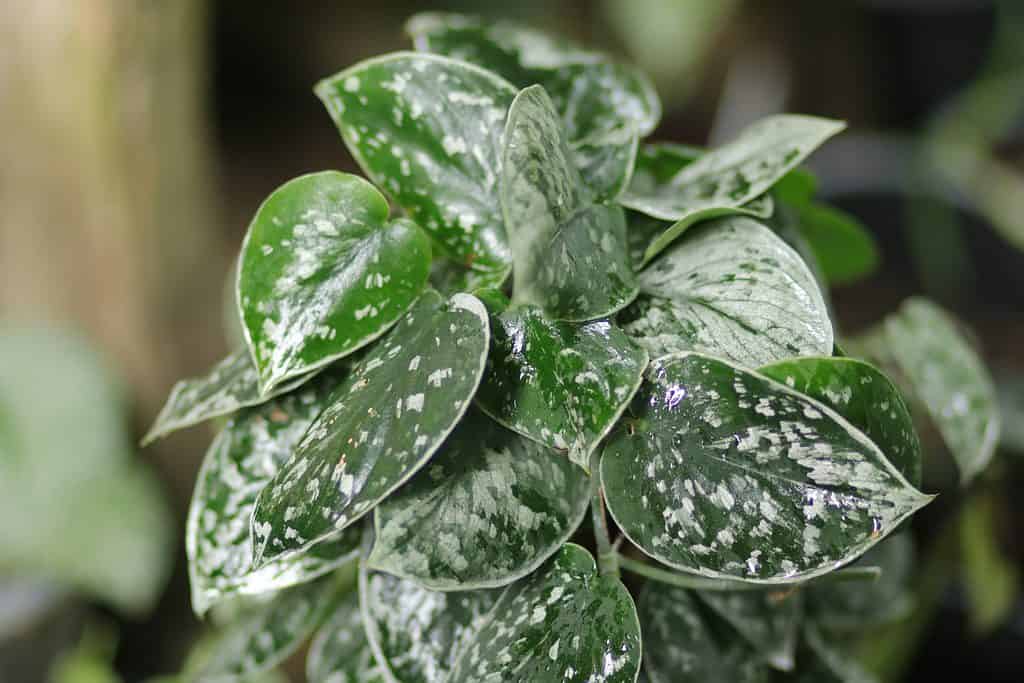 A closeup of the leaves of a Scindapsus pictus plant