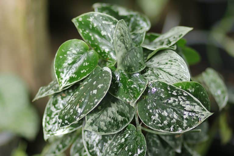 A closeup of the leaves of a Scindapsus pictus plant