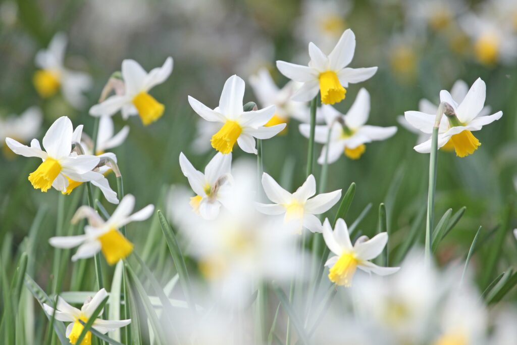 'Jack Snipe' Cyclamineus Daffodil