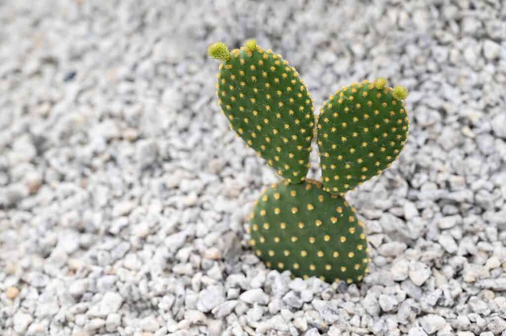 Close-up of a bunny ear cactus