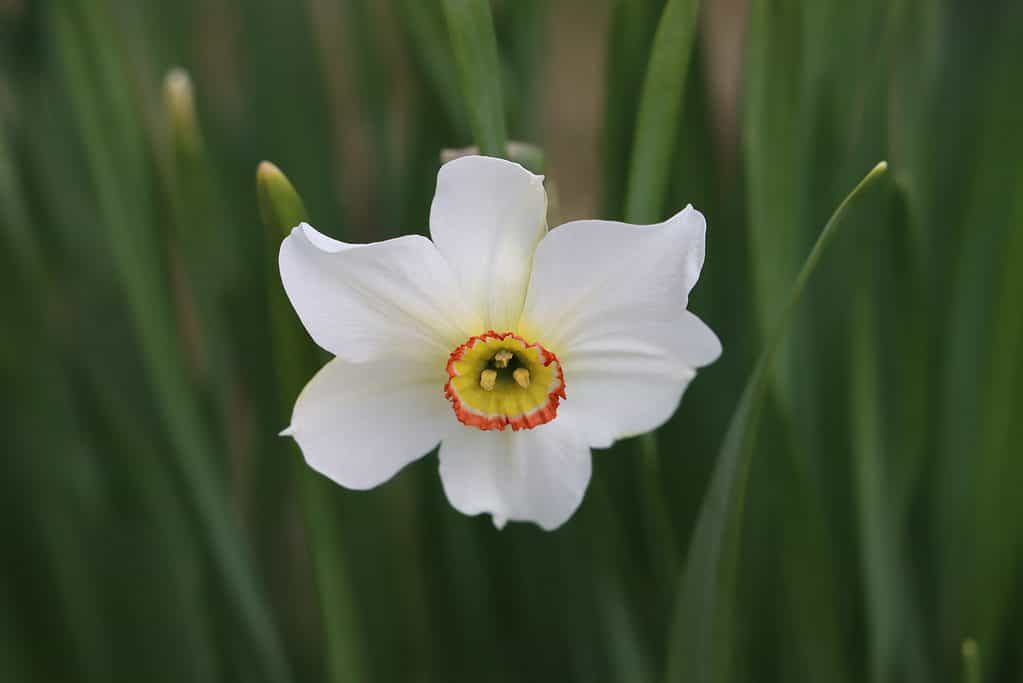 'Roulette' Large-Cupped Daffodil
