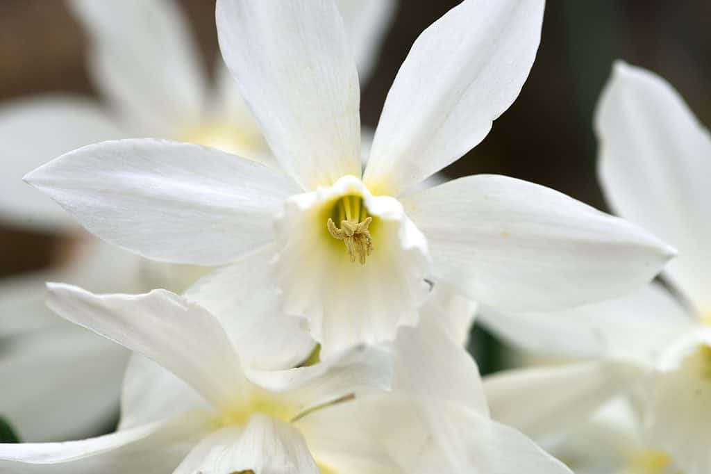 'Thalia' Daffodil
