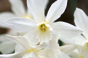 10 Types of Heirloom Daffodils Picture