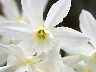 A 10 Types of Heirloom Daffodils