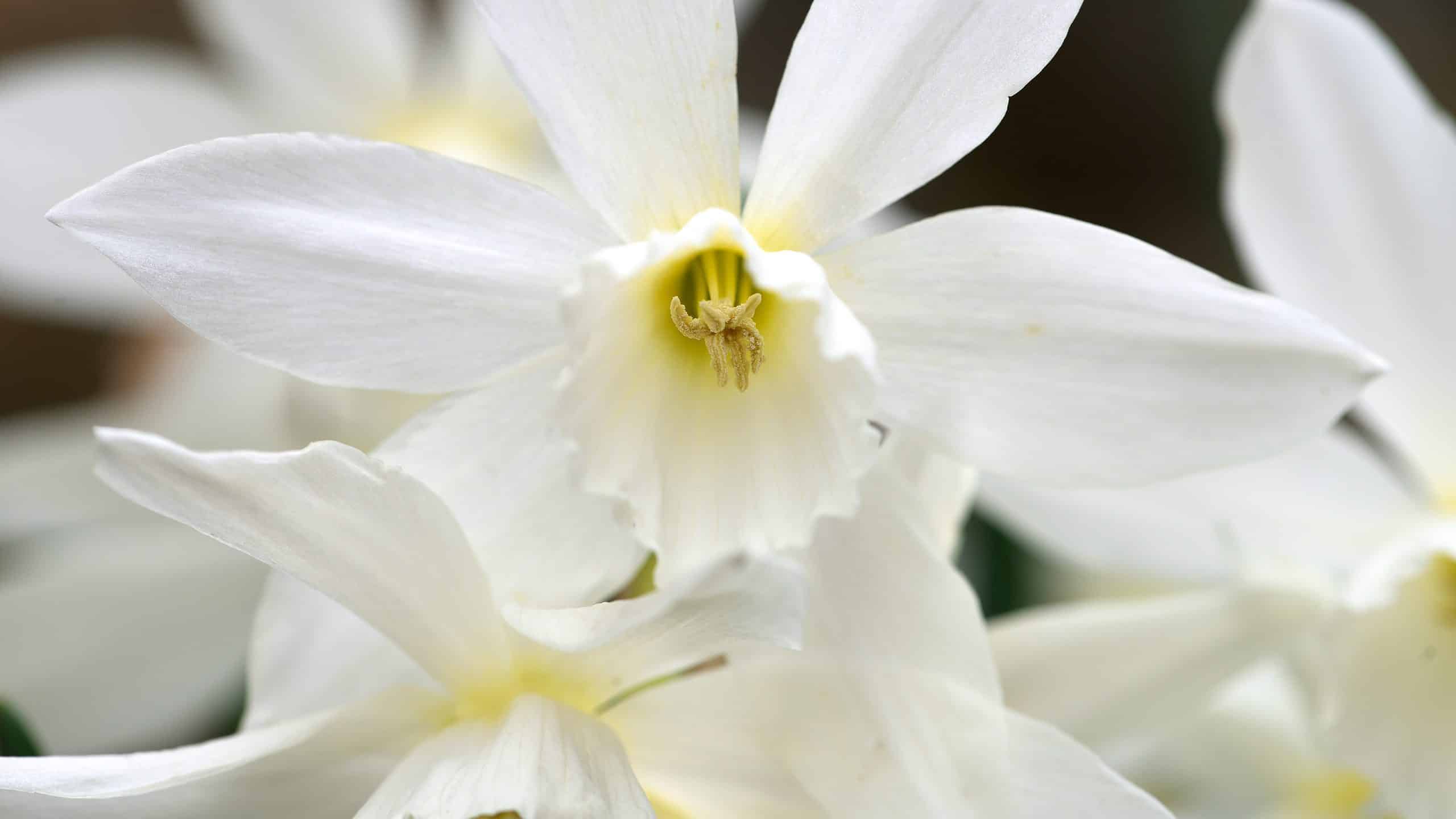 'Thalia' Daffodil