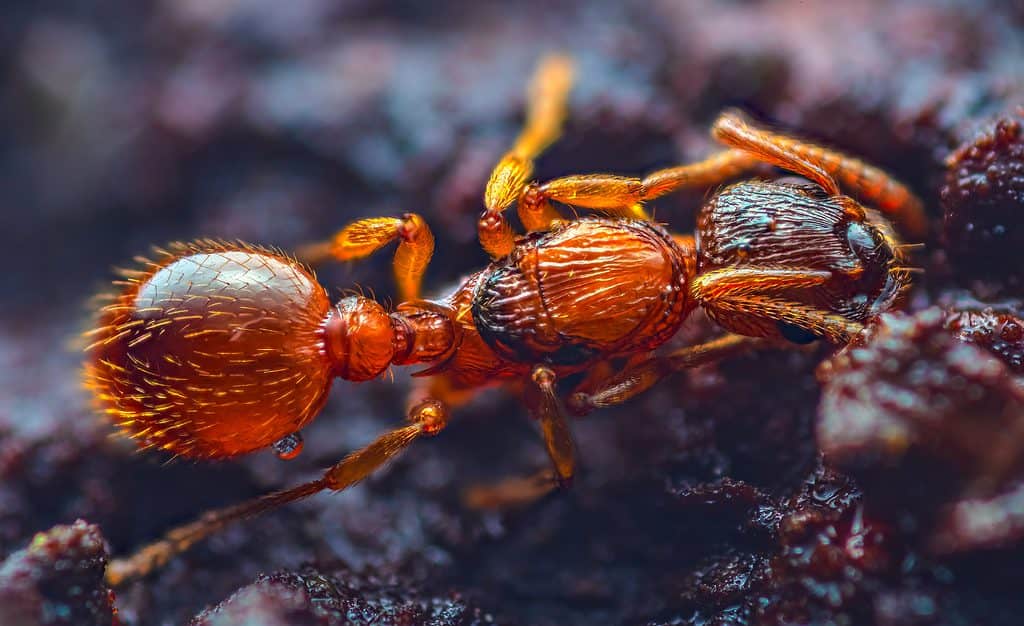 European fire ant has waist with two segments