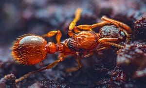 Discover the # Types of Ants Set to Emerge in Massachusetts This Summer Picture