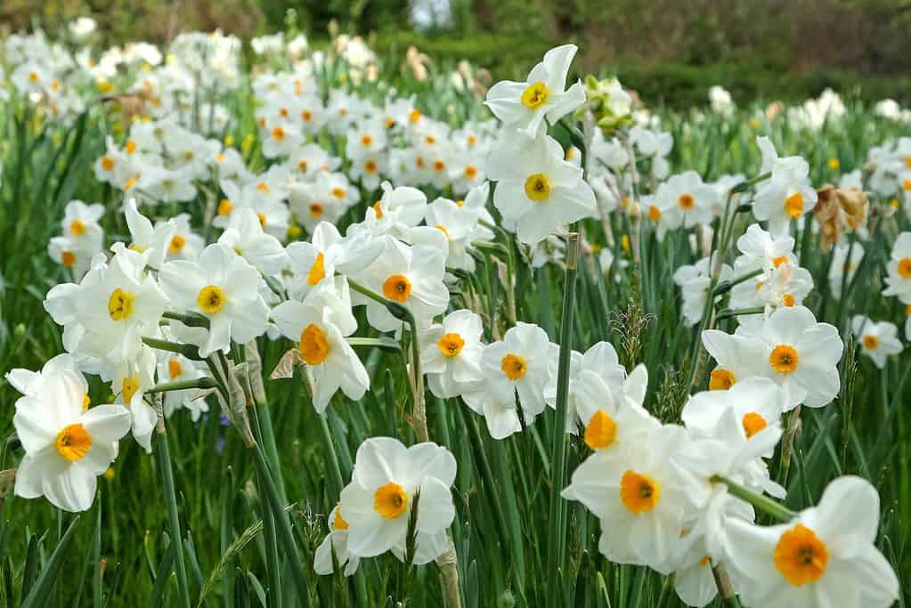 'Cragford' Tazzeta Daffodils