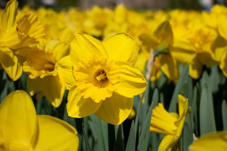 10 Types of Heirloom Daffodils