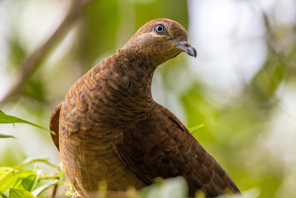 Brown Cuckoo-Dove dans le Queensland en Australie