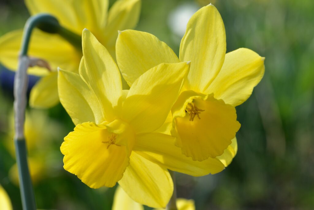 Daffodils stand for endurance and admiration.
