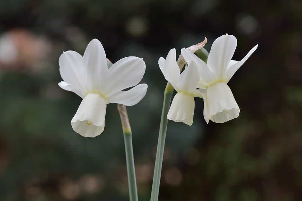 'Ice Wings' Daffodils