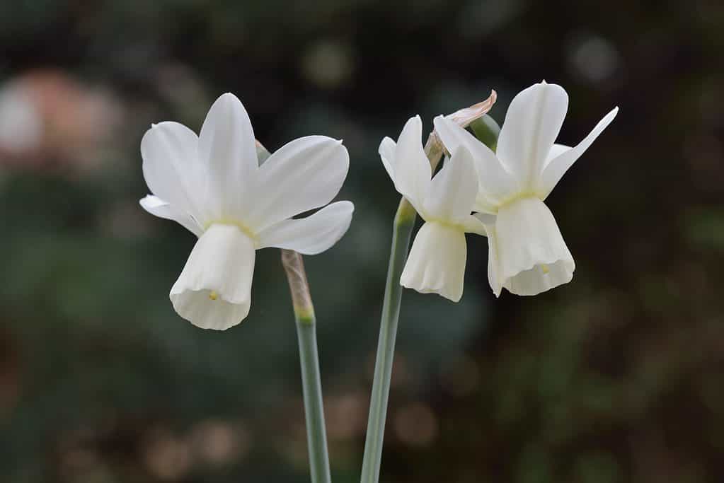 White Daffodil