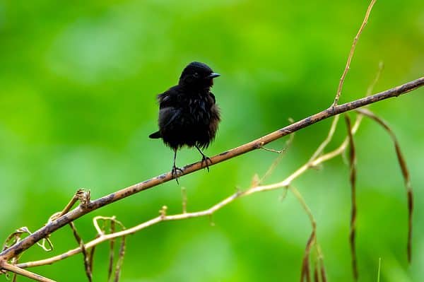 A black robin after a rainstorm