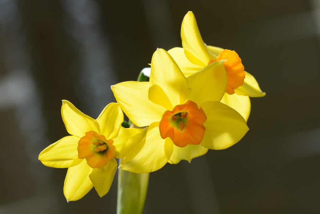 'Falconet' Tazetta Daffodils