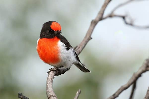 red-capped robin