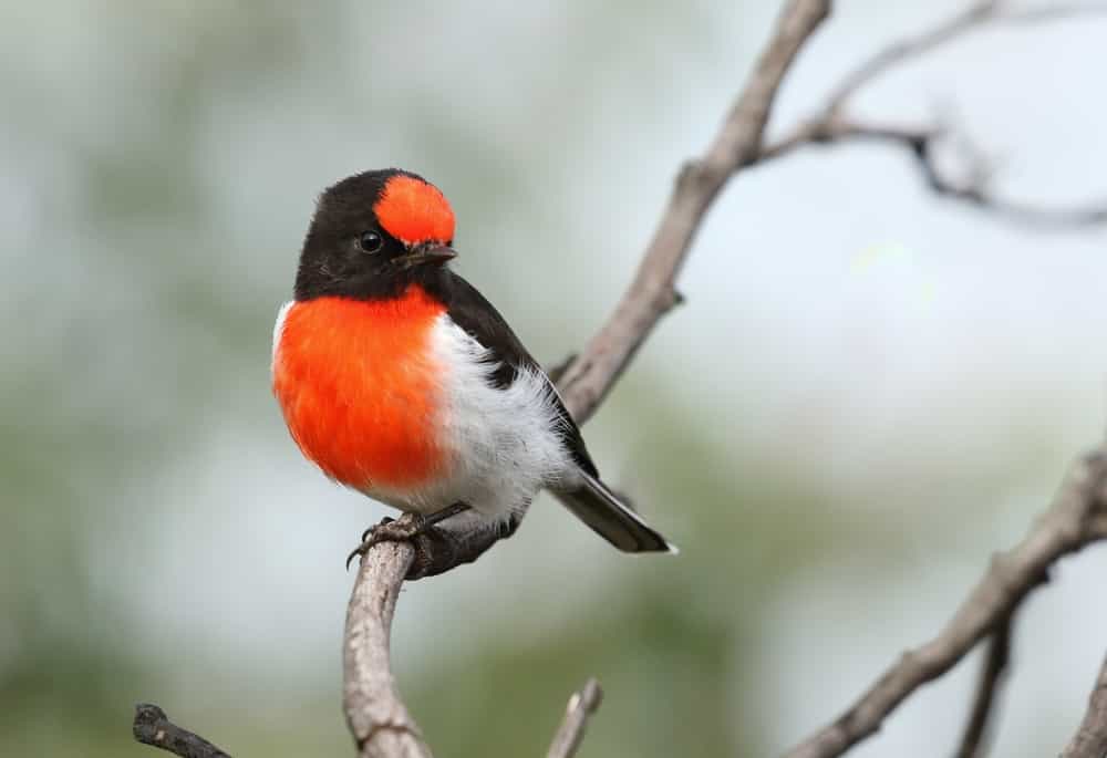 red-capped robin