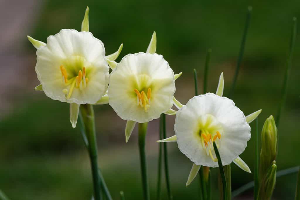 'Mary Poppins' Miniature Bulbocodium Hybrid Daffodils
