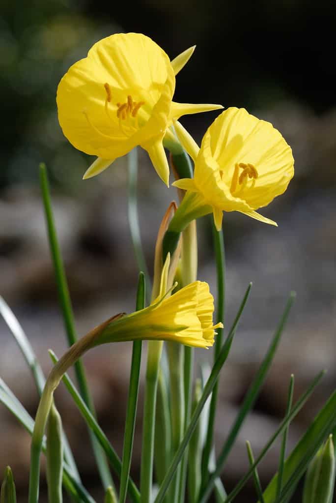 'Oxford Gold' Bulbocodium Daffodil