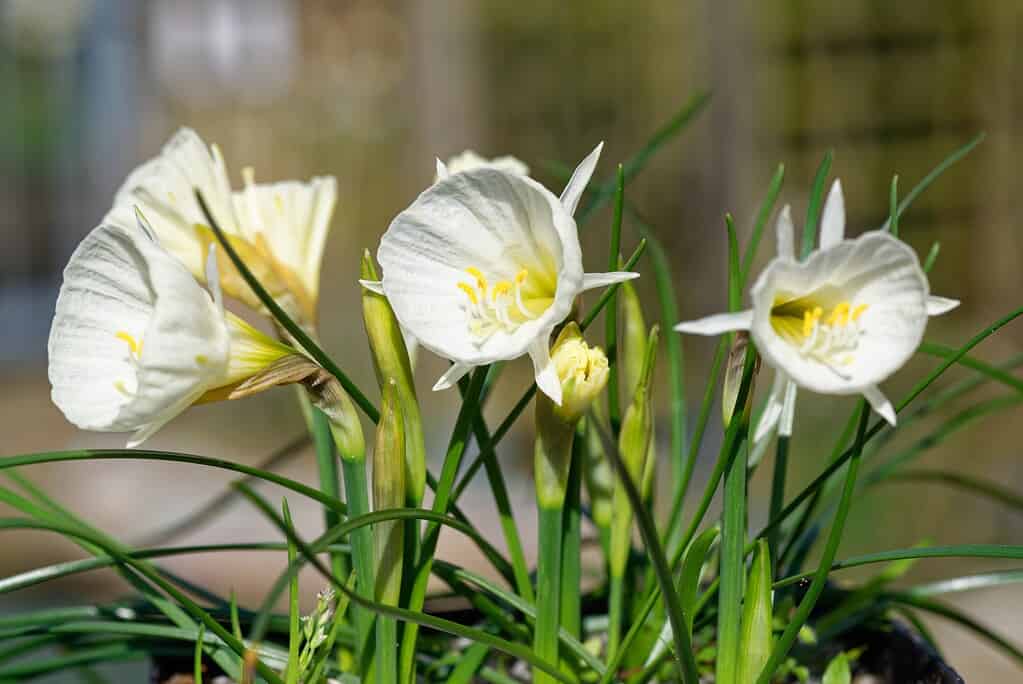 'White Petticoat' Bulbocodium Daffodils