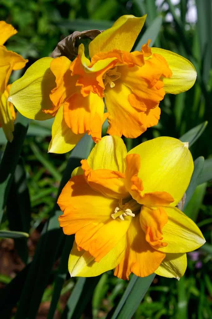 'Tiritomba' Split-Cupped Collar Daffodils