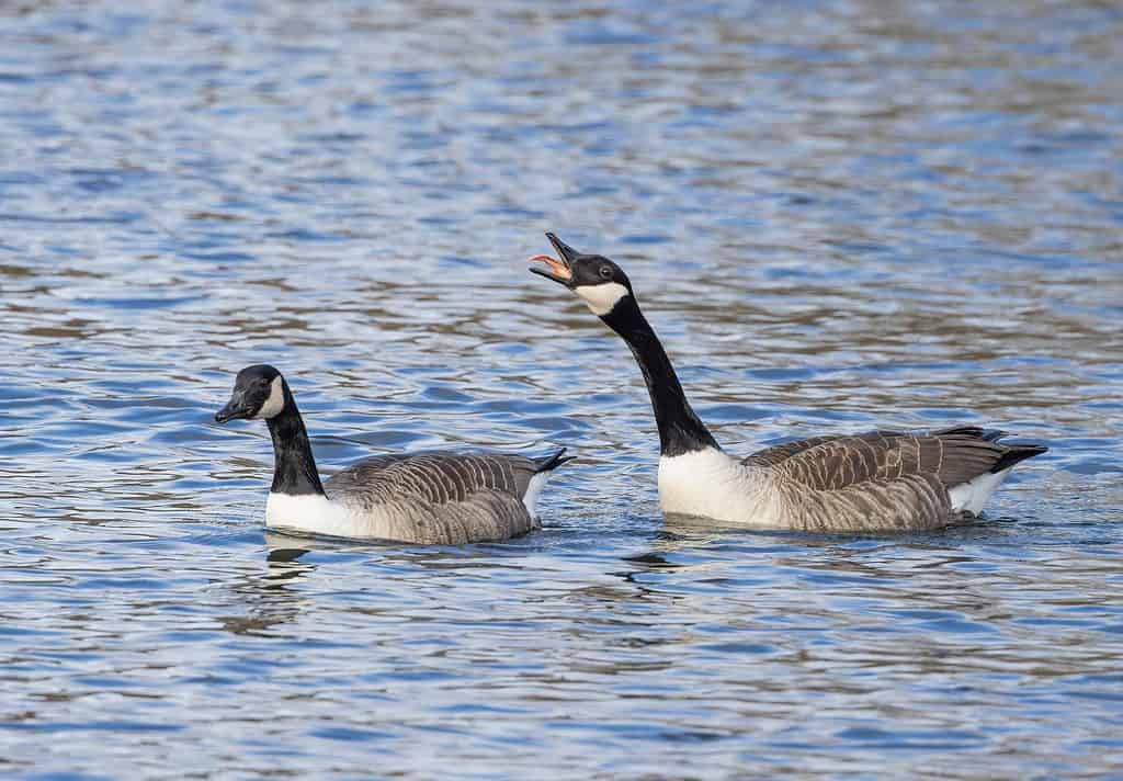 Pair of Canada Geese (Branta canadensis) showing mating behavior