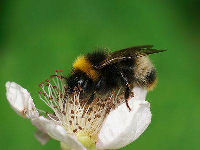 A Bumblebee Quiz: Test Your Knowledge!