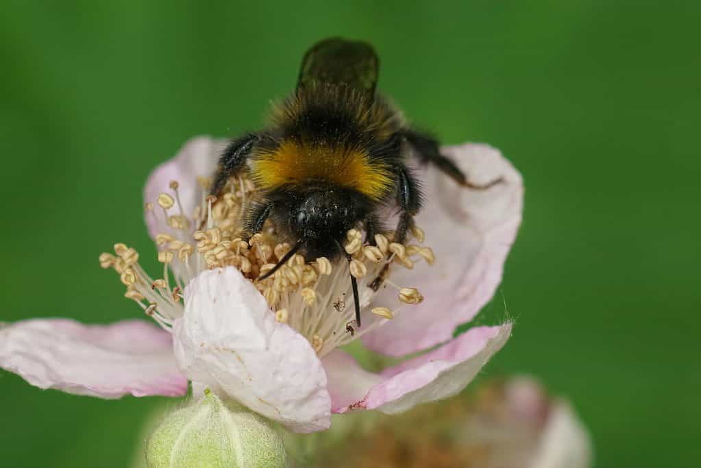 Macro of a forest cuckoo bumblebee on brambleburry flower, Rubus fructicosus a light pink flower with taupe-ish to coffee colored stamens. The bee is quite hairy on the top with a dark head a yellow collar a dark abdomen and a light colored tail that is not quite visible in the photo. Against a unfocused background of greenery