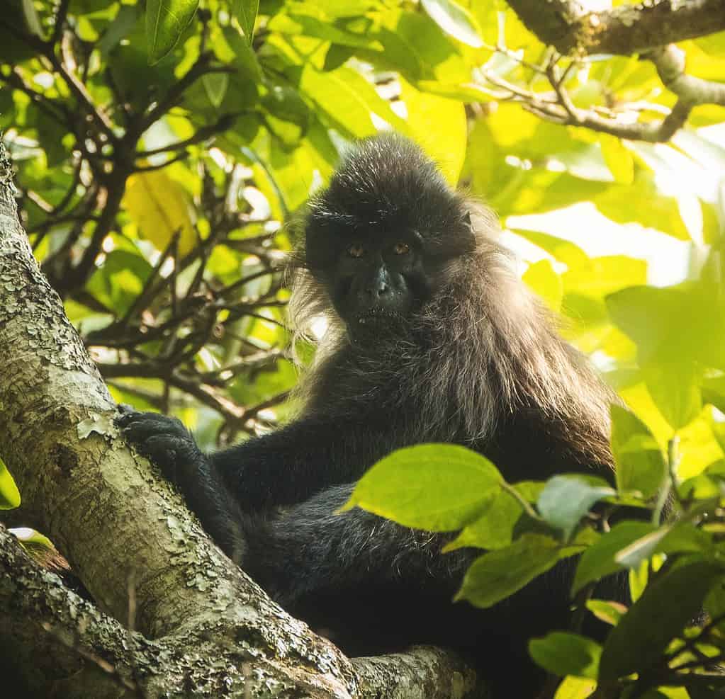 Ugandan wild Mangabey monkey in sunlight