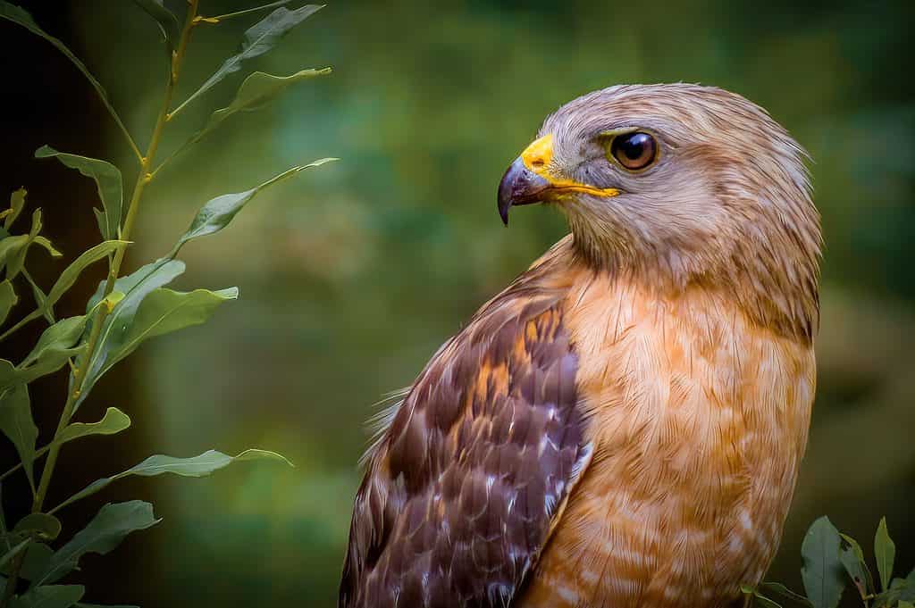 Close-up of a red-shouldered hawk