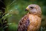 Close-up of a red-shouldered hawk.