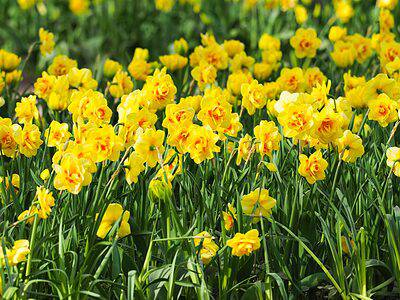 A Daffodil Flowers: Meaning, Symbolism, and Proper Occasions