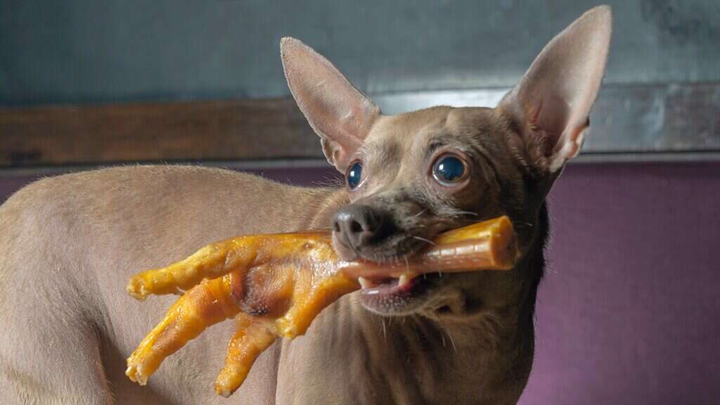 Can Dogs Eat Chicken Feet?  