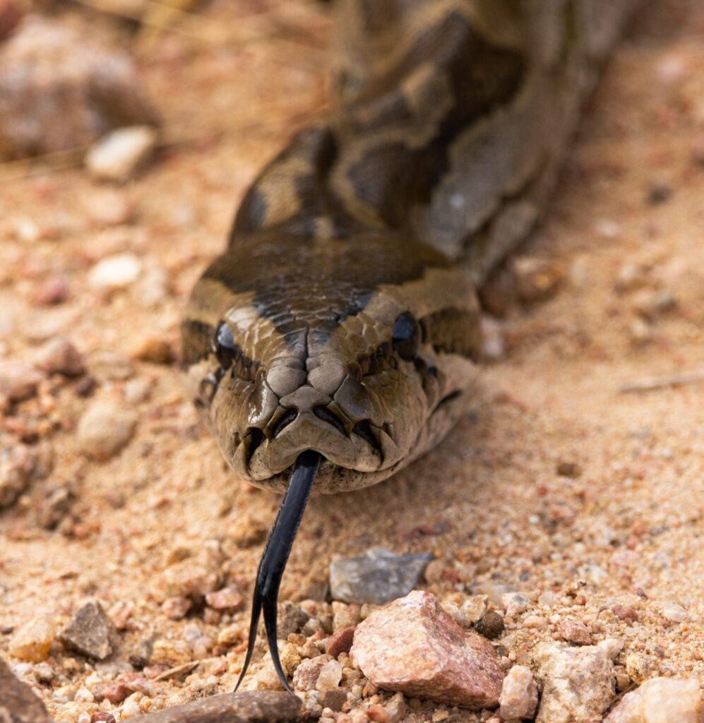 Southern African Python