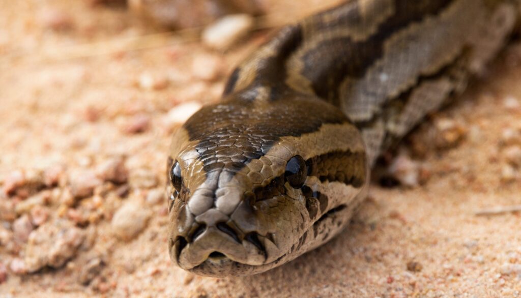 4 Pythons Wrapped Around His Body, 171 lb Powerlifter Leaves his