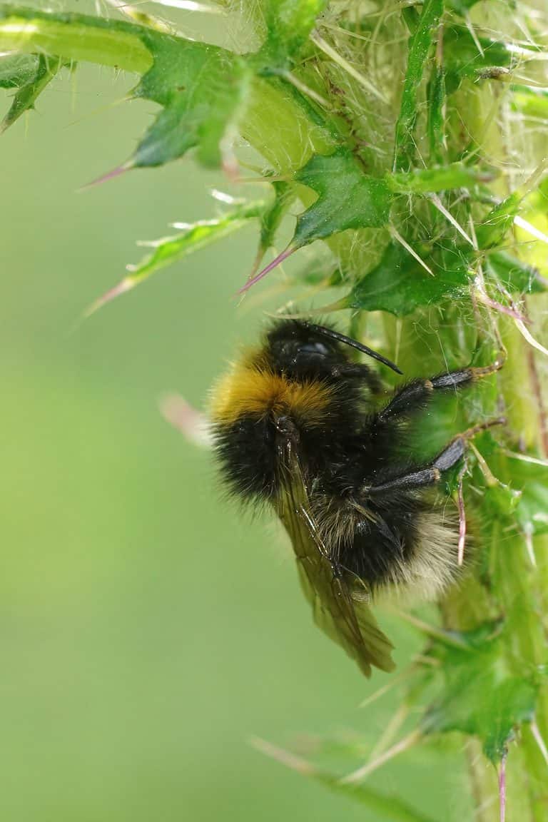 Macro photo of a forest cuckoo bumblebee on a thistle stock. The bee is vertical in the frame with its head toward the top of the frame and its tail toward the bottom. The bee has a black head with the yellow collar the black thorax and a black and light yellow to cream striped abdomen. The thistle stalk is bright green. Photographer's comment: Vertical closeup on a the four-colored cuckoo bee, Bombus sylvestris , hiding from the rain underneath a thistle in the field