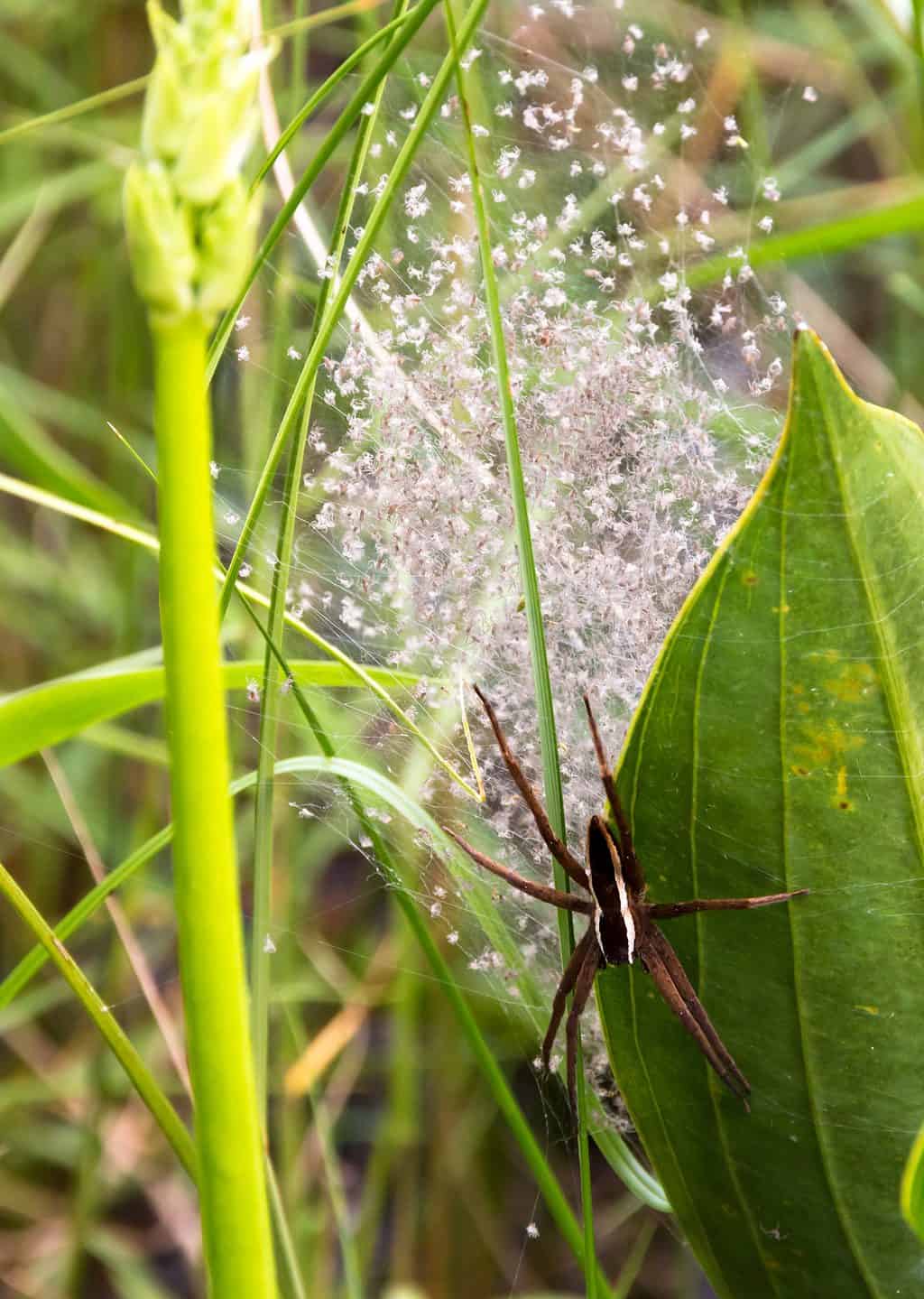 Fishing Spiders Animal Facts - A-Z Animals