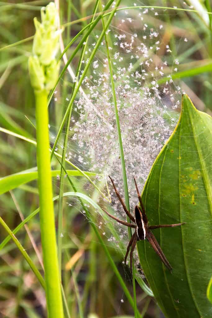 Fishing spider protecting her nest