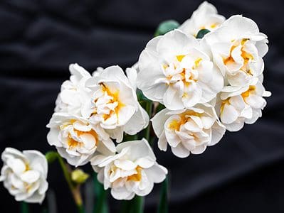 A Discover 9 Amazing Types of Daffodils 