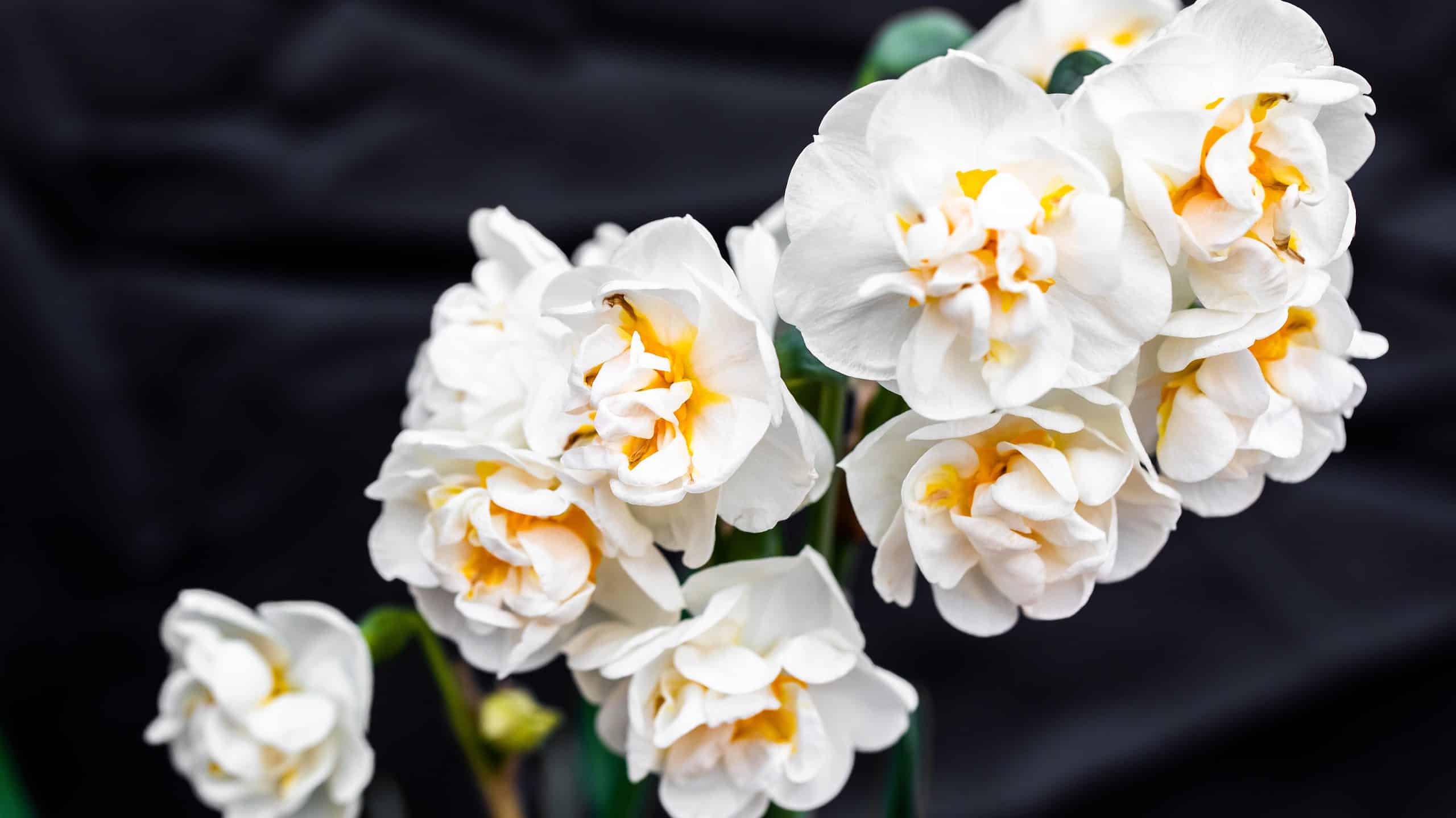 'Erlicheer' Double Daffodils