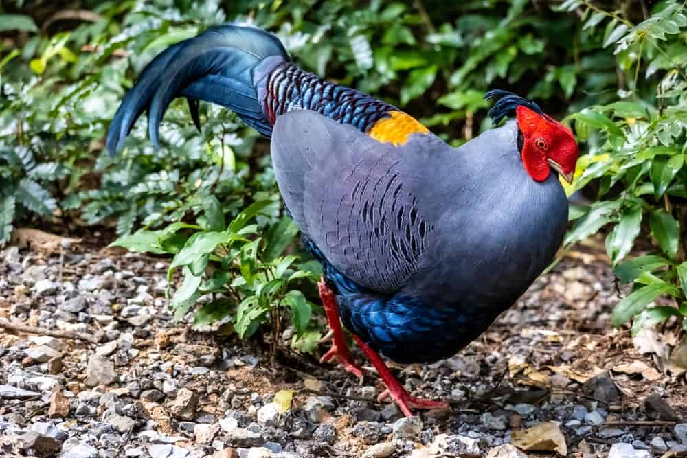 siamese fireback