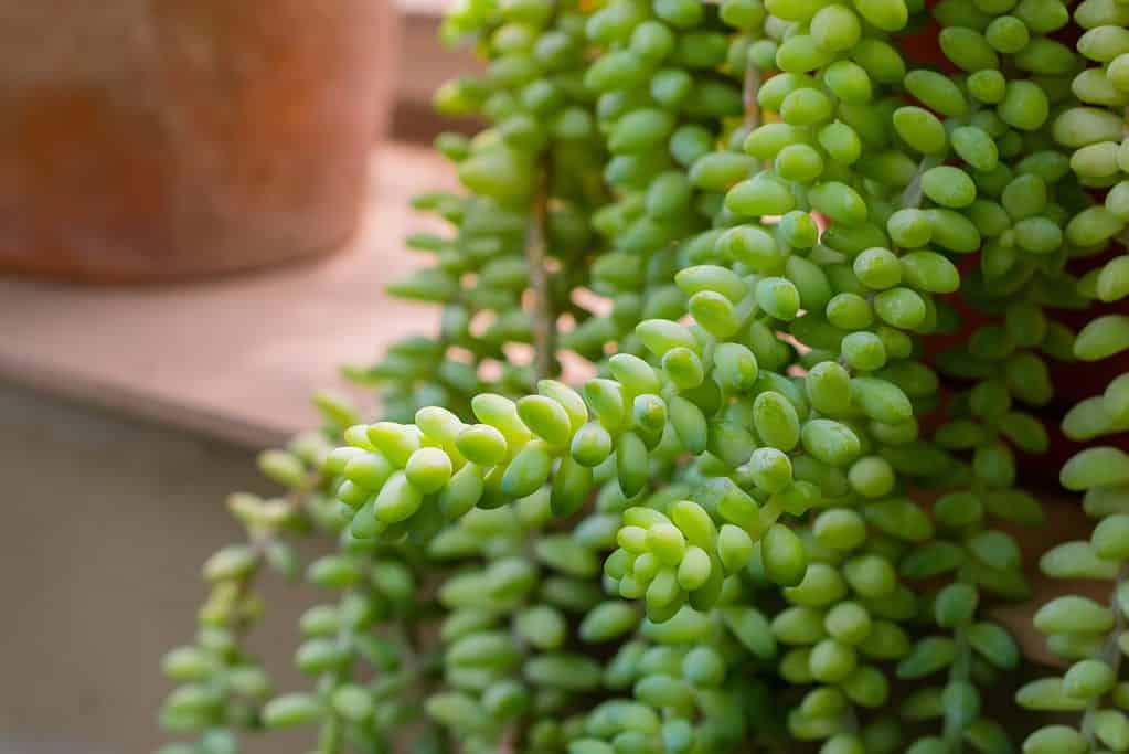 Burro's tail (Sedum morganianum)